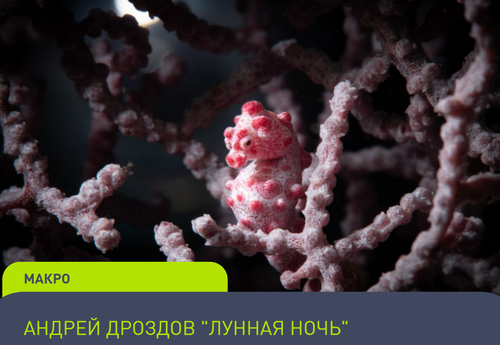 Фотоконкурс  (1)