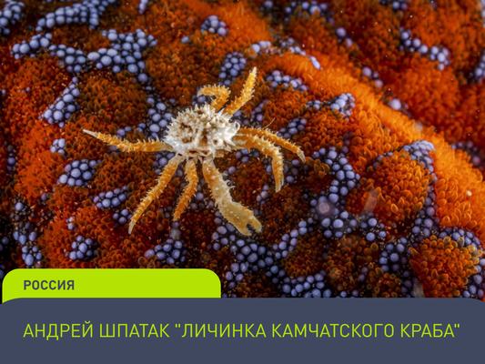 Фотоконкурс (3)