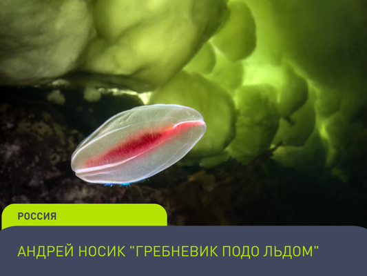 Фотоконкурс (4)